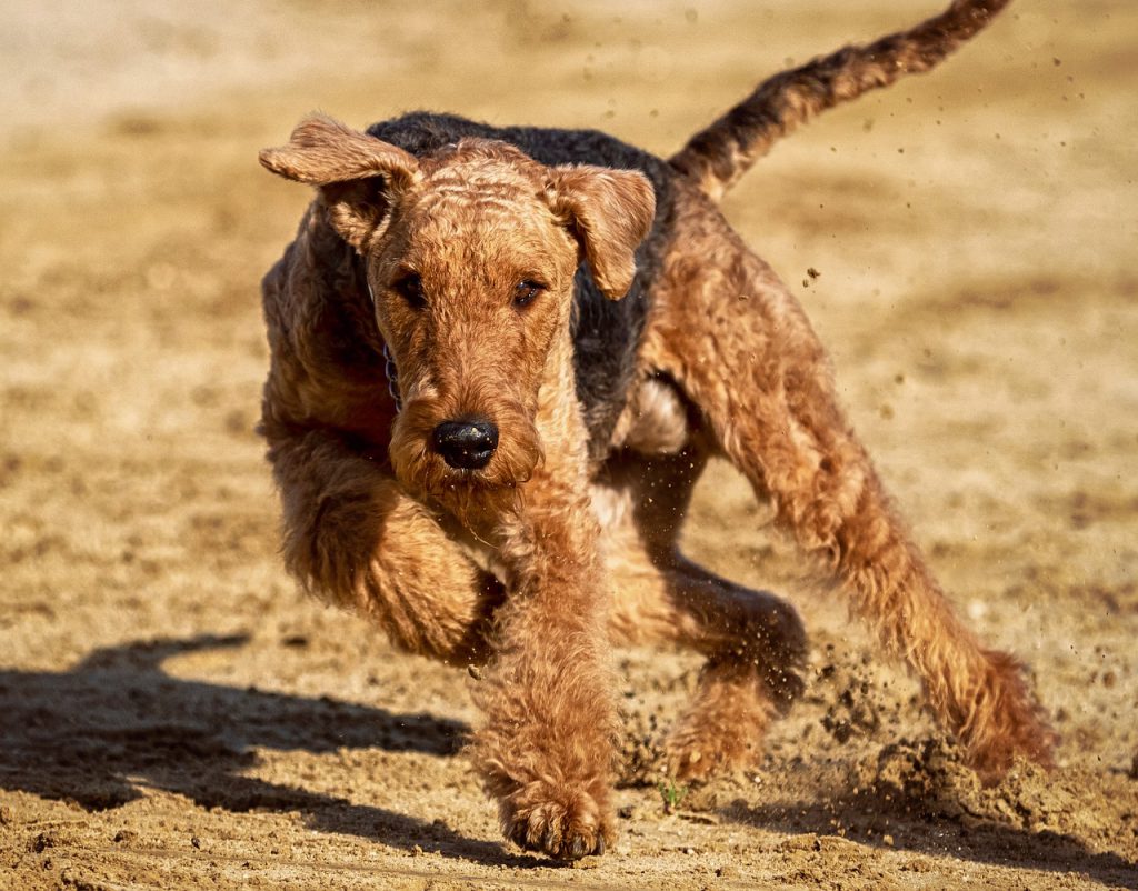 Der Airedale-Terrier-Rüde legt sich beim Longieren in die Kurve und ist hochkonzentriert bei der Arbeit.