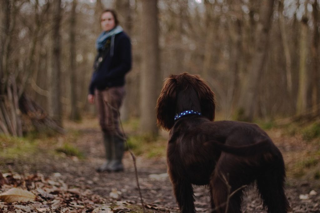 Ein kleiner brauner Jagdhund-Mix ist zusammen mit seiner Halterin im Wald und wartet schwanzwedelnd auf das nächste Signal seiner Halterin.