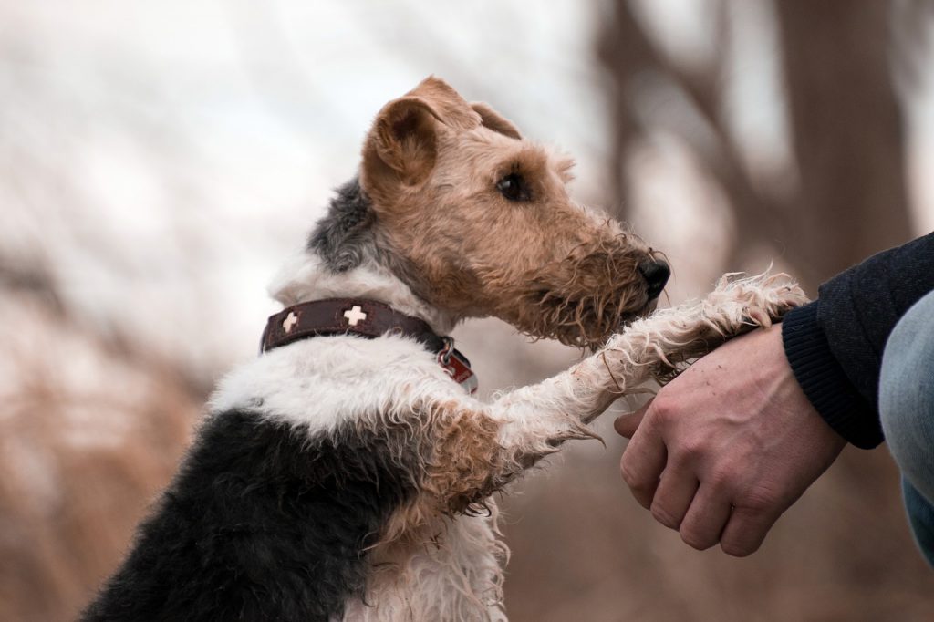 Ein dreifarbiger Welsh-Terrier-Mix legt die Pfote auf die Hand seines Halters.