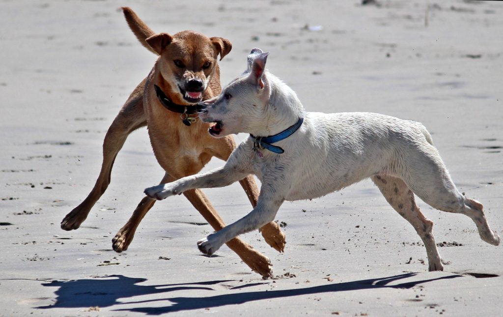 Der braune Hund zeigt aggressives Verhalten gegenüber dem weißen Hund.