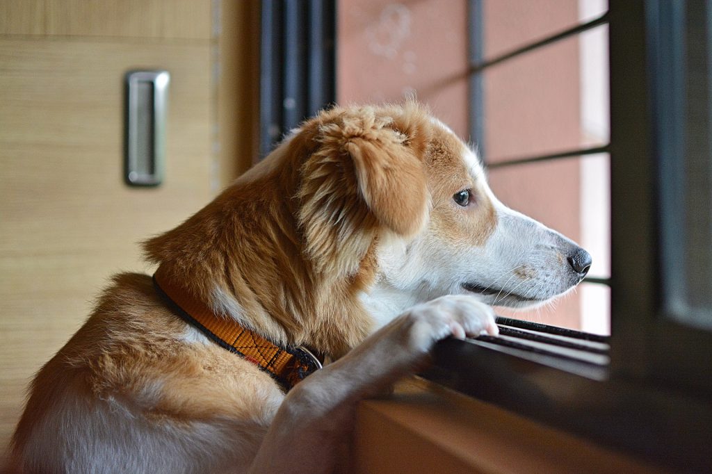 Ein braun-weißer Hund muss alleine bleiben. Er sitzt am Fenster und wartet auf die Rückkehr seines Herrchens.