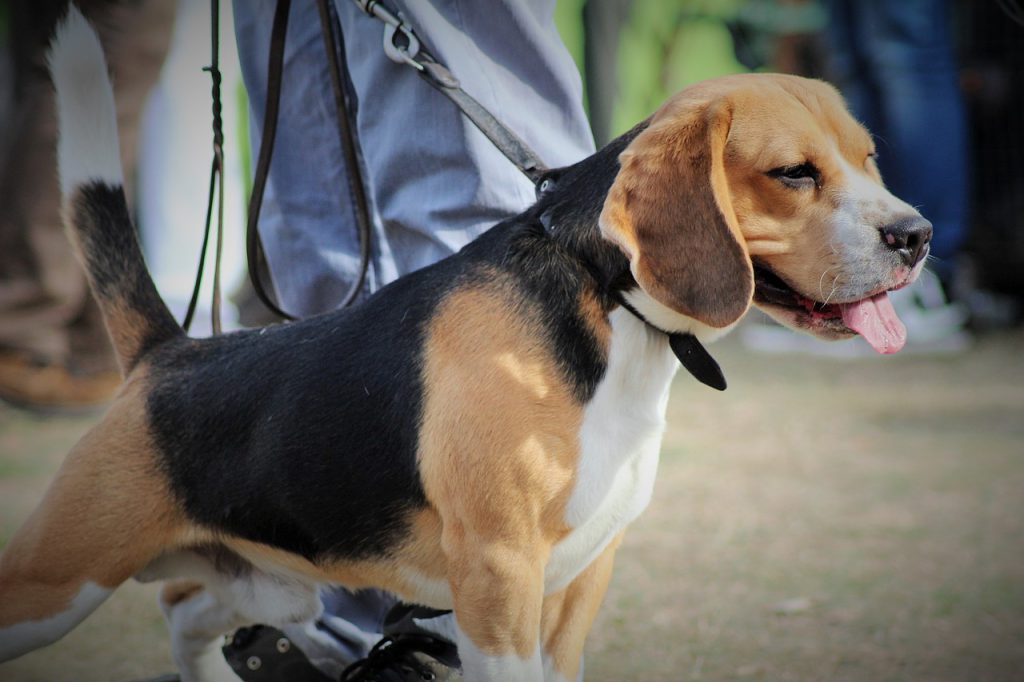 Ein Beagle, der am Halsband geführt wird, stemmt sich mit all seiner Kraft in die Leine.