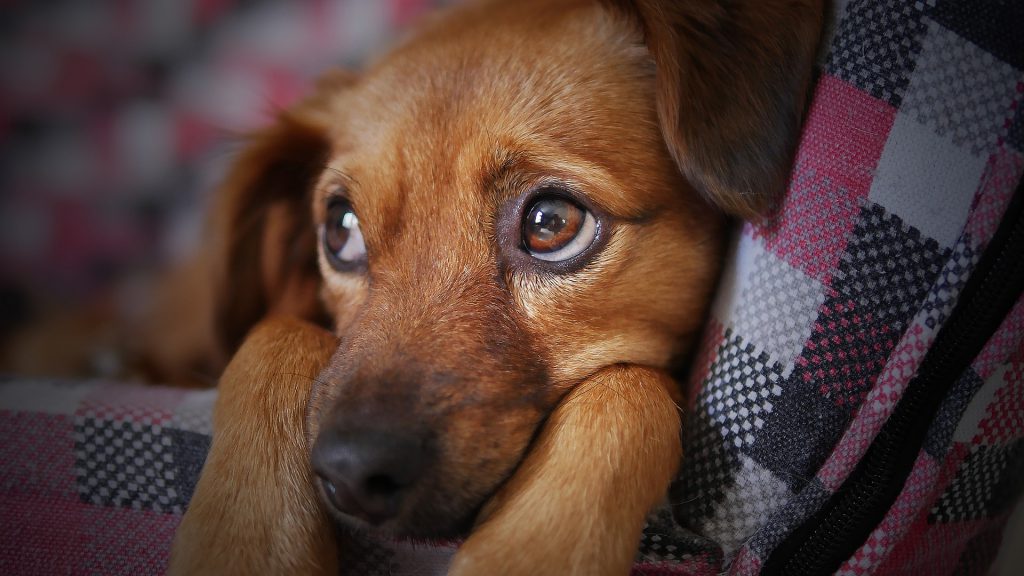 Ein kleiner Hund liegt zusammengekauert in seinem Körbchen. Die Augen sind weit geöffnet.