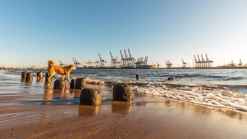 Hund am Strand der Elbe. Der Hamburger Hafen ist im Hintergrund zu sehen.