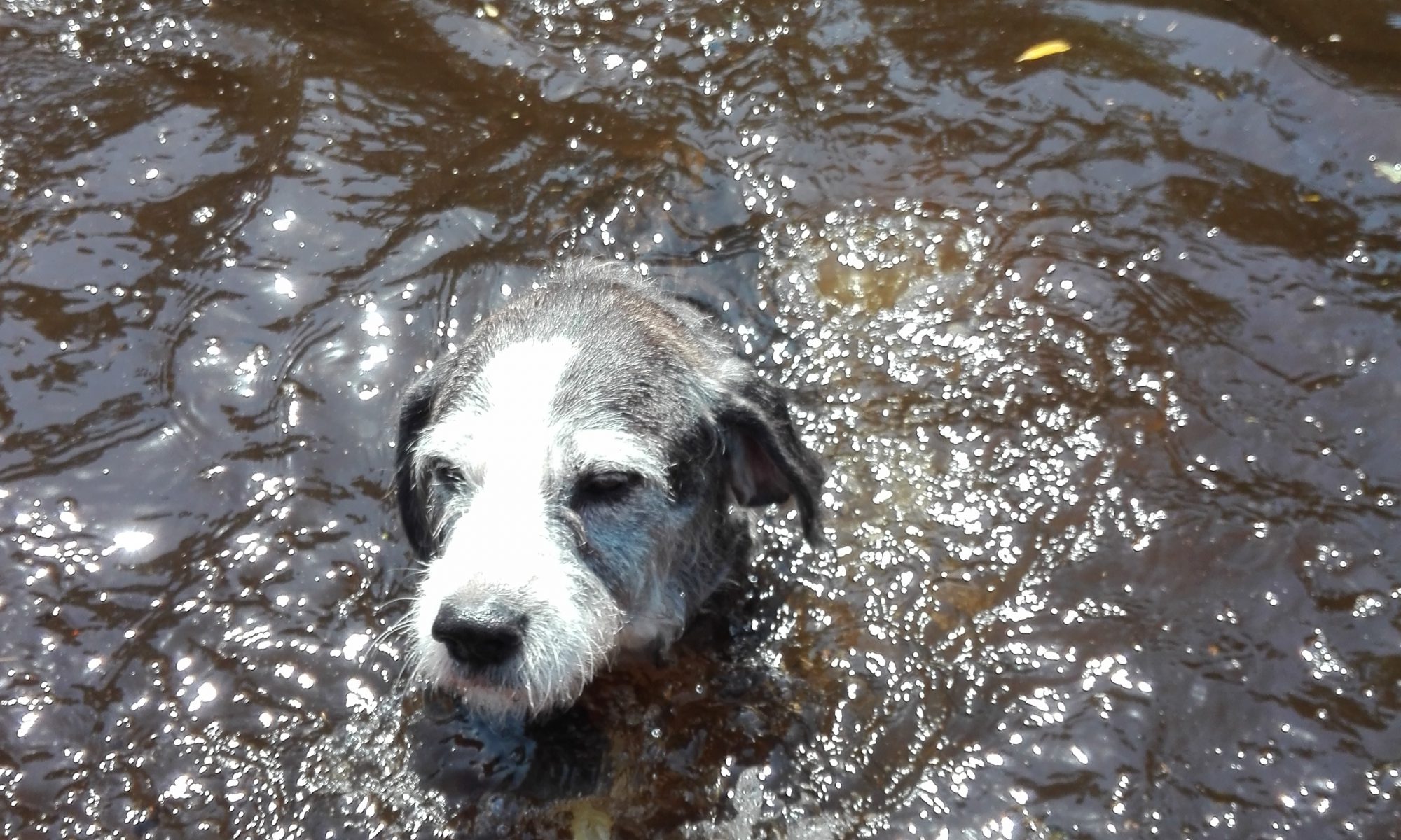 Hund schwimmt im Teich